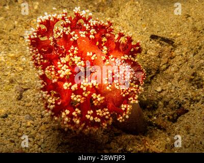 Una luminosa cowrie rossa di fuse in una barriera corallina di Puerto Galera nelle Filippine. Queste barriere coralline sono così sane e brulicanti di vita Foto Stock