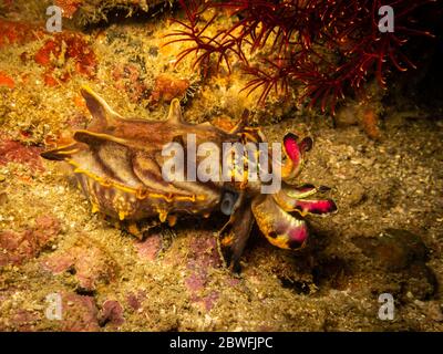 Pesci cutlelfish (Metasepia pfefferi) fiammeggiante in una barriera corallina di Puerto Galera nelle Filippine. Questa seppia è altamente tossica Foto Stock