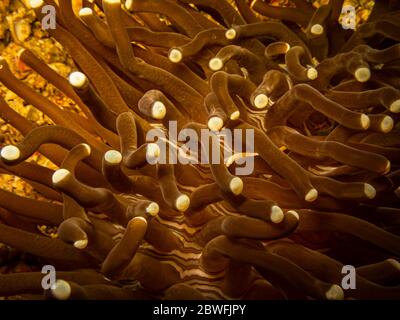 Il pesce corallo di funghi, Siokunichthys nigrolineatus, ha una relazione commensale con i coralli di funghi del genere Fungia. Foto da Puerto Galera Foto Stock