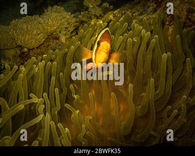 Anemonefish di Clark, clarkii di Amphiprion o pesce pagliaccio di coda gialla in esso è casa in un anemone di mare inculante a Puerto Galera, Filippine Foto Stock