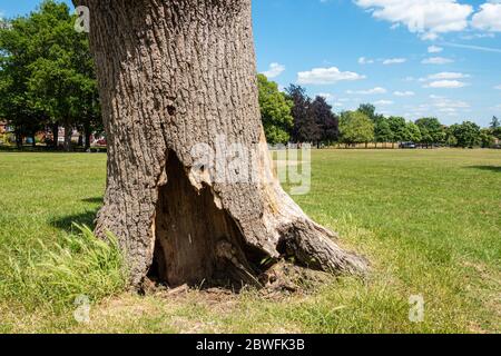 La base di un vecchio albero morto ha un buco che potenzialmente crea rifugio per piccoli animali. Verde erba e cielo blu in una giornata estiva. Foto Stock