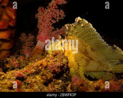Awesome Scorpione di foglie (Tadenianotus triacanthus) o paperfish trovato in una barriera di Puert Galera nelle Filippine Foto Stock
