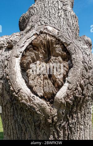 Primo piano di un vecchio albero morto che mostra dove un ramo una volta si è Unito al tronco. Foto Stock