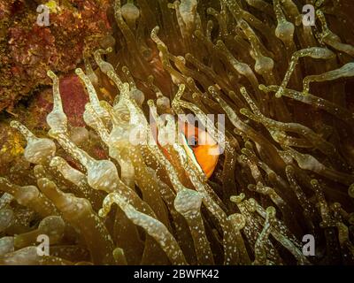 Clarkii di Amphiprion o Anemonefish di Clark (chiamato anche pesce pagliaccio di coda gialla) che si staccano da casa in un anemone di mare che punge Foto Stock