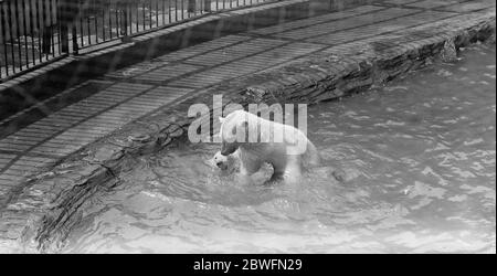 Bagni misti allo Zoo Polar Bears gioco ' uscire o scendere sotto ' Isabelle e Monty i più giovani degli orsi polari di tre anni allo zoo apprezzano molto l'acqua fredda dello stagno attaccato alla loro den . Essi hanno inventato un nuovo sport acquatico che può avere il titolo ' uscire o scendere sotto '. Lo sport inizia con una partita strenua e finisce con uno dei giocatori in banca o sotto l'acqua che scende per il conteggio 6 giugno 1922 6 giugno 1922 Foto Stock