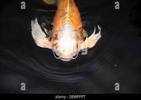 Primo piano di pesci Koi in stagno, giardino giapponese, Portland, Oregon, Stati Uniti Foto Stock