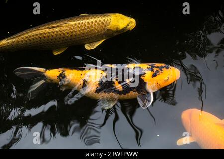 Primo piano di pesci Koi in stagno, giardino giapponese, Portland, Oregon, Stati Uniti Foto Stock