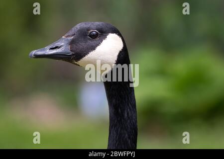 Primo piano della testa/faccia di un'oca canadese adulto. Foto Stock