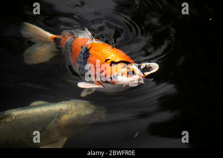 Primo piano di pesci Koi in stagno, giardino giapponese, Portland, Oregon, Stati Uniti Foto Stock