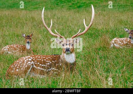 Asse Deer o Chital, (asse) Dominante maschile con femmine. Dall'India e dallo Sri Lanka. Foto Stock