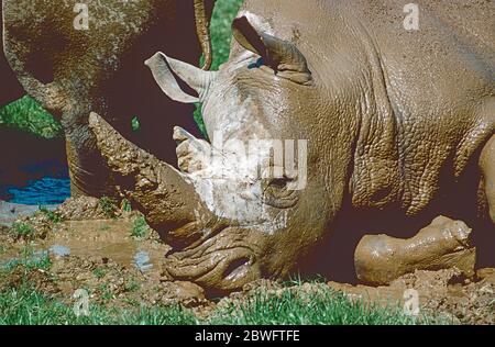 Rinoceronte bianco meridionale (Ceratotherium simum simum) che si spiana ad un nabuaggio di fango. Dal Sud Africa Foto Stock