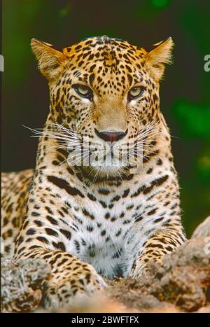 Leopardo Sri Lanka maschio, (Panthera pardus kotiya.) In pericolo. Foto Stock