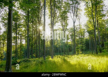 Una immagine della foresta di mattina con raggi solari Foto Stock