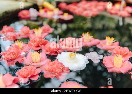 Fiori rosa camelia japonica caduti galleggianti sulla superficie dell'acqua nello stagno, fuoco morbido selettivo Foto Stock