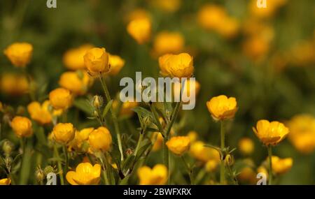 Ranuncoli Foto Stock