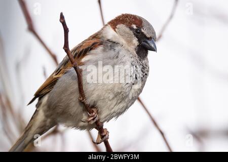 Primo piano di un bellissimo passero marrone arroccato su un ramoscello di alberi in fiore. Fauna selvatica, uccello in primavera, all'aperto, passeridae Foto Stock