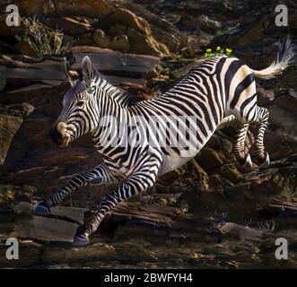 Burchells zebra (Equus quagga burchellii) running, Ngorongoro Conservation Area, Tanzania, Africa Foto Stock