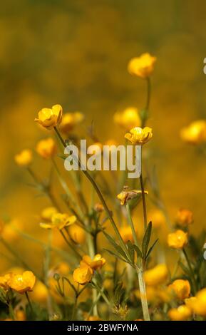 Ranuncoli Foto Stock