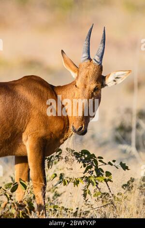 Il porto rosso (Alcelaphus buselaphus caama), il Parco della frontiera di Kgalagadi, Namibia, Africa Foto Stock