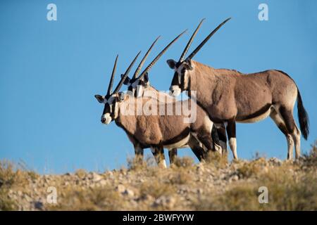 Gruppo di tre gemsbok o oryxes maschi (gazella di Oryx), Kgalagadi Tranfrontiera Park, Namibia, Africa Foto Stock