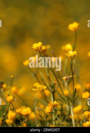 Ranuncoli Foto Stock