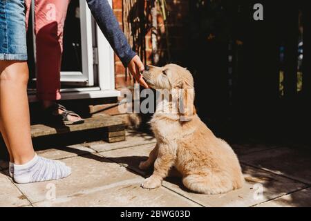 Carino Golden Retriever labrador cucciolo seduta leccando la mano del bambino Foto Stock