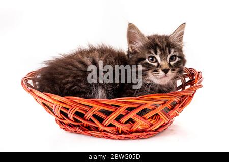 Poco carino gattino nel cesto in vimini su sfondo bianco Foto Stock