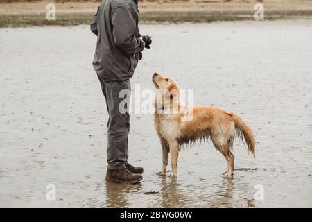 Golden Retriever cane sulla spiaggia guardando in su al proprietario Foto Stock