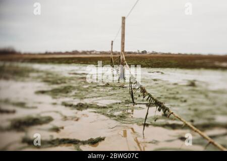 Corde ricoperte di alghe sul salmarsh Foto Stock