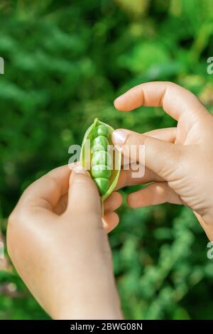 In estate, aprire un cestino di piselli in mano a un bambino in giardino. Foto Stock