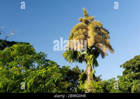Vista sulla splendida palma in fiore dei Talipot nell'area verde di Rio de Janeiro, Brasile Foto Stock
