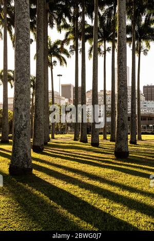 Splendida vista del tramonto sulle palme imperiali con ombre contrastanti e retroilluminazione a Rio de Janeiro, Brasile Foto Stock