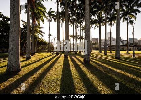 Splendida vista del tramonto sulle palme imperiali con ombre contrastanti e retroilluminazione a Rio de Janeiro, Brasile Foto Stock