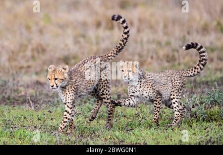 Due ghepardi (Achinonyx jubatus), Area di conservazione di Ngorongoro, Tanzania, Africa Foto Stock