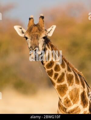 Giraffa meridionale (giraffa giraffa), Parco Nazionale di Etosha, Namibia, Africa Foto Stock