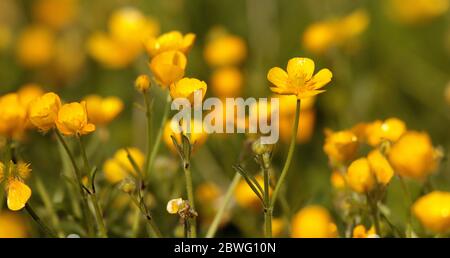 Ranuncoli Foto Stock