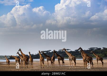 Mandria di giraffe Masai (Giraffa camelopardalis tippelskirchii), Area di conservazione di Ngorongoro, Tanzania, Africa Foto Stock