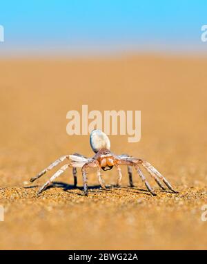 Danza bianca ragazza ragno (Leucorchestris arenicola) sulla sabbia nel deserto, Swakopmund, Namibia, Africa Foto Stock