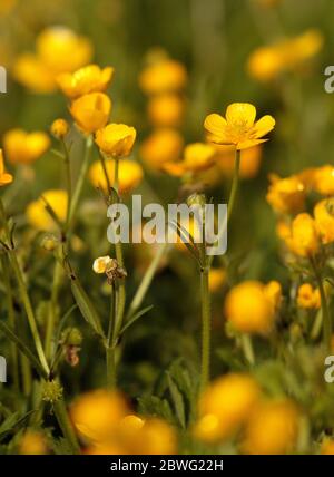 Ranuncoli Foto Stock