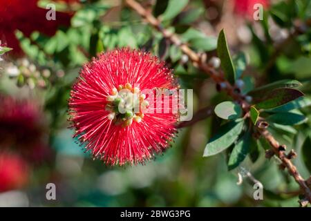 un'ape che poggia su un bel fiore rosso, callistemon, chiamato anche bottiglia-pennello Foto Stock