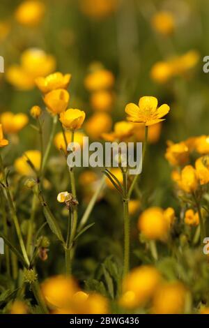 Ranuncoli Foto Stock