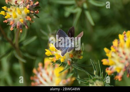 Le farfalle blu comuni maschili e femminili si fronteggiano su un fiore giallo Foto Stock