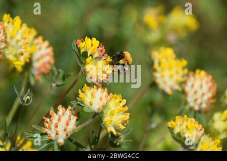 Bumble Bee su fiori gialli Foto Stock