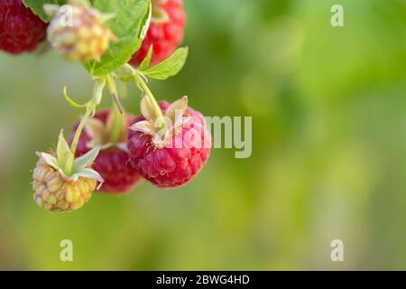 ramo di lamponi maturi in un giardino. Lamponi maturi e gustosi, frutta deliziosa Foto Stock