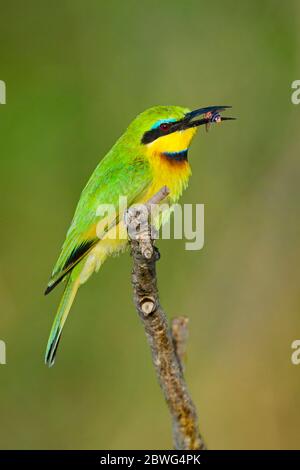 Piccolo ape-mangiatore (Pusillus di Merops) che perching sul ramo con insetto di preda in becco, Parco Nazionale di Serengeti, Tanzania, Africa Foto Stock