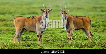 Due antilopi (Taurotragus oryx), Parco Nazionale Serengeti, Tanzania, Africa Foto Stock