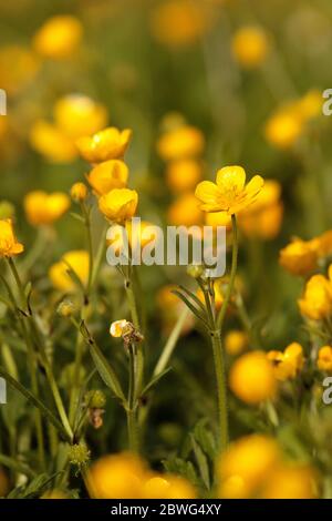 Ranuncoli Foto Stock