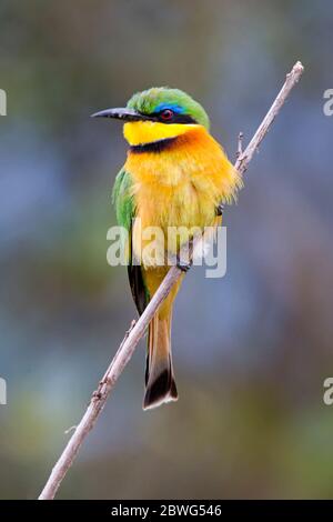 Piccolo ape-mangiatore (Pusillus di Merops) che perching sul ramo, Parco Nazionale di Serengeti, Tanzania, Africa Foto Stock