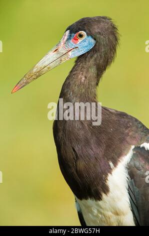 Cicogna di Abdims (Ciconia abdimii), Area di conservazione di Ngorongoro, Tanzania, Africa Foto Stock