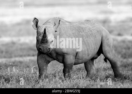 Rinoceronte nero o rinoceronte con gancio (Diceros bicornis), Area di conservazione di Ngorongoro, Tanzania, Africa Foto Stock